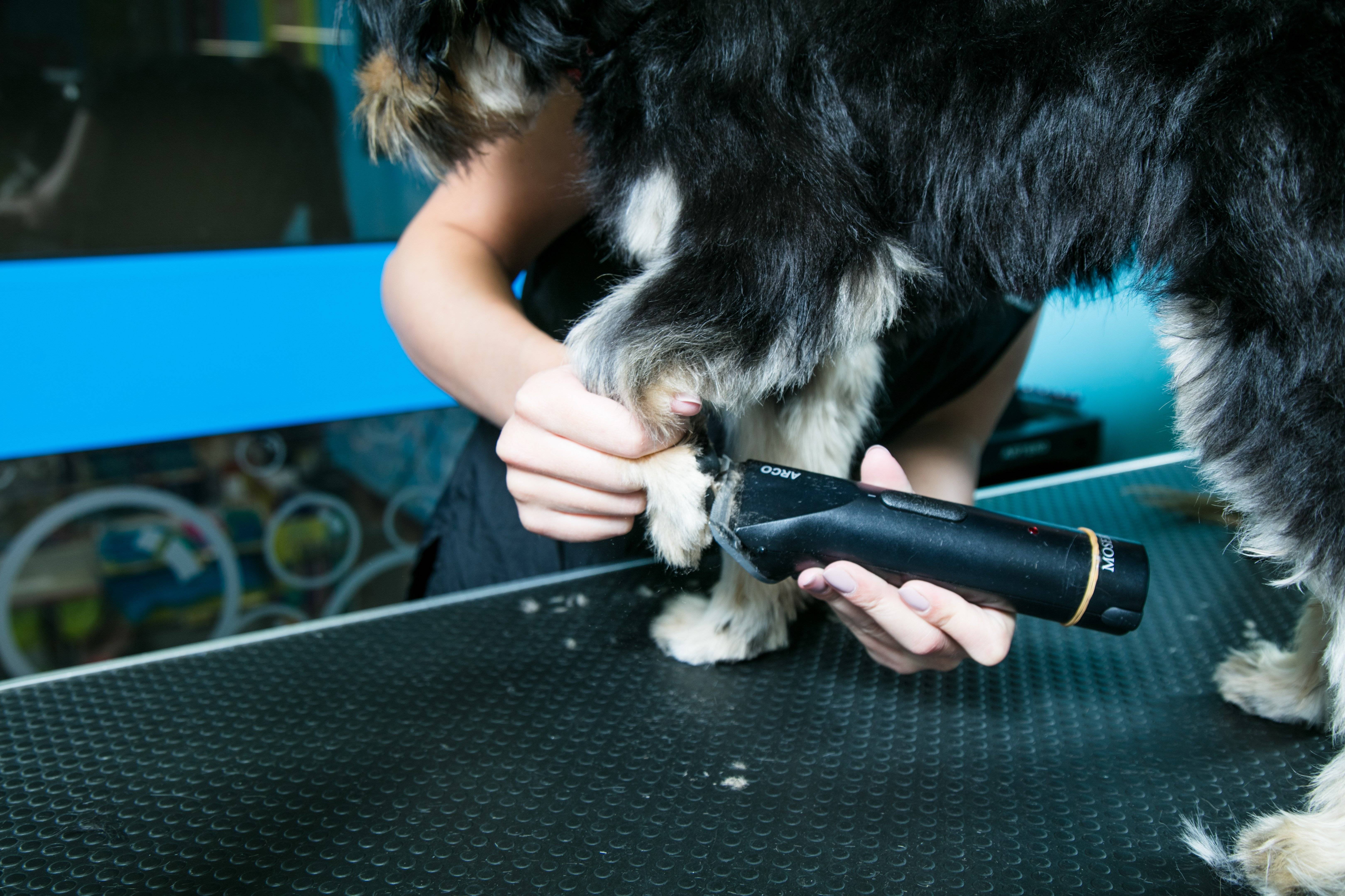 The No Fear Way To Trim Your Dog's Nails